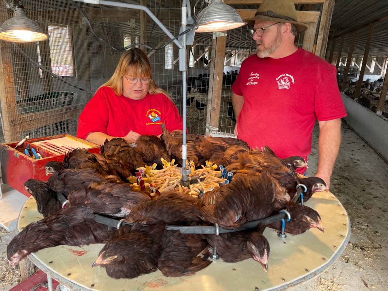 cackle hatchery tour