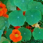 nasturtium