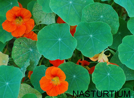 nasturtium