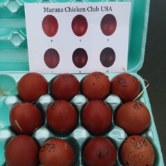 French Black Tailed Red Marans