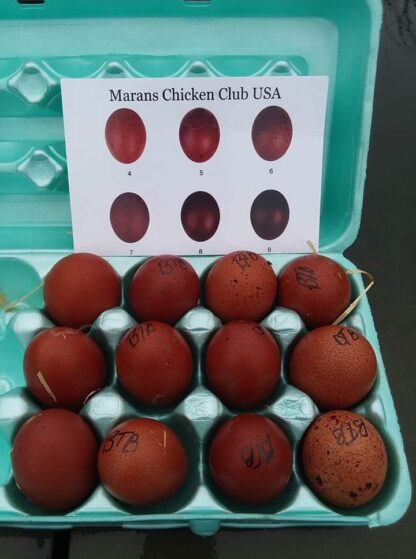 French Black Tailed Red Marans