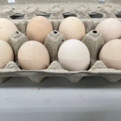 Golden Laced Cochin Bantam Hatching Eggs