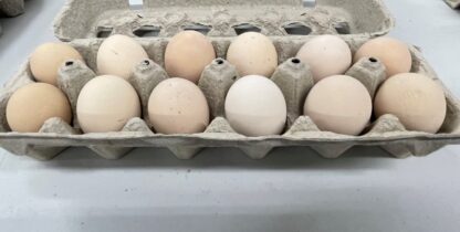 Golden Laced Cochin Bantam Hatching Eggs