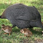 guinea fowl hen with keets