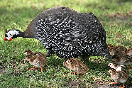 guinea fowl hen with keets