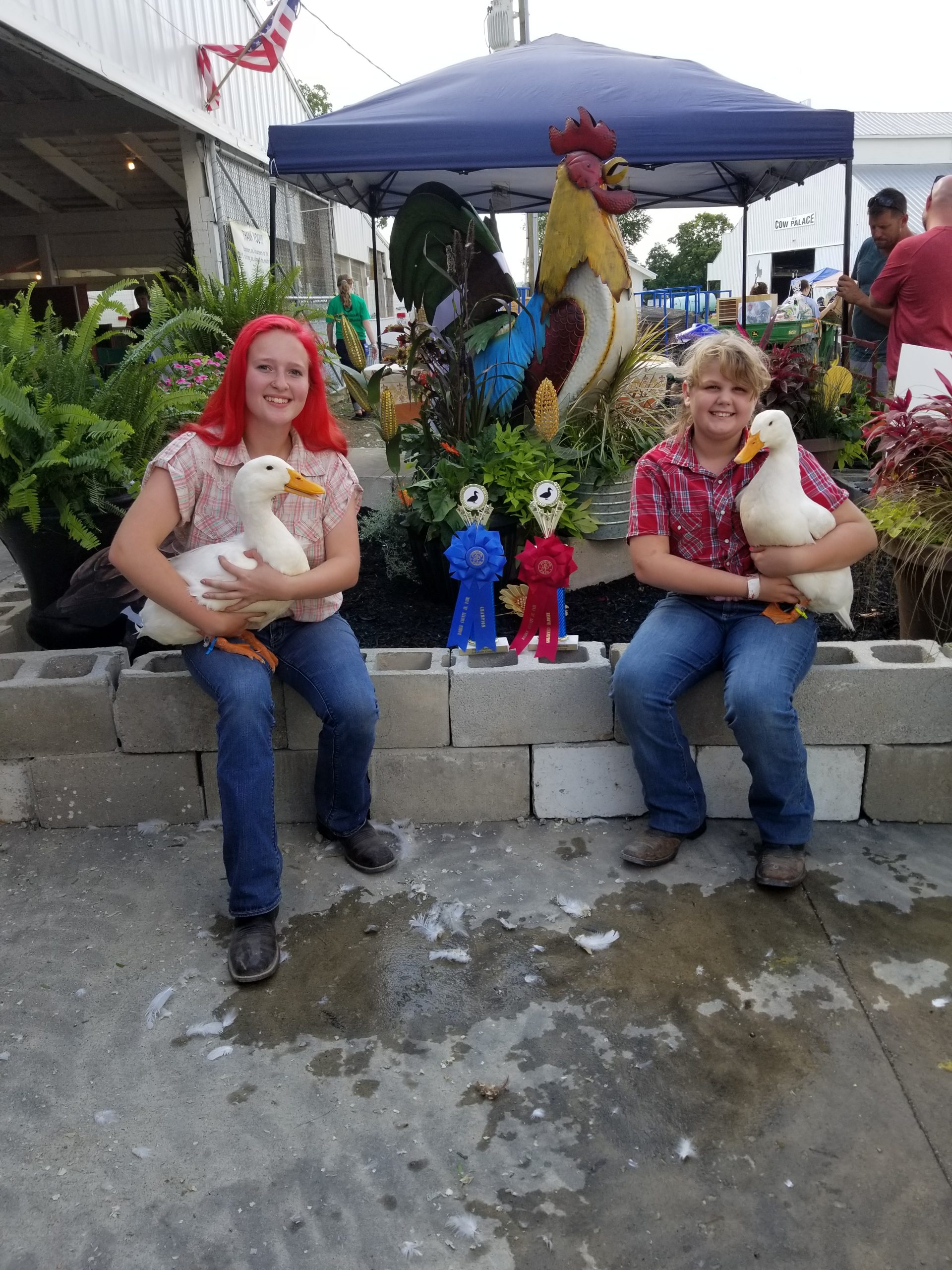 2021 Cackle Hatchery Photo Contest Winners and Runner Ups Cackle Hatchery