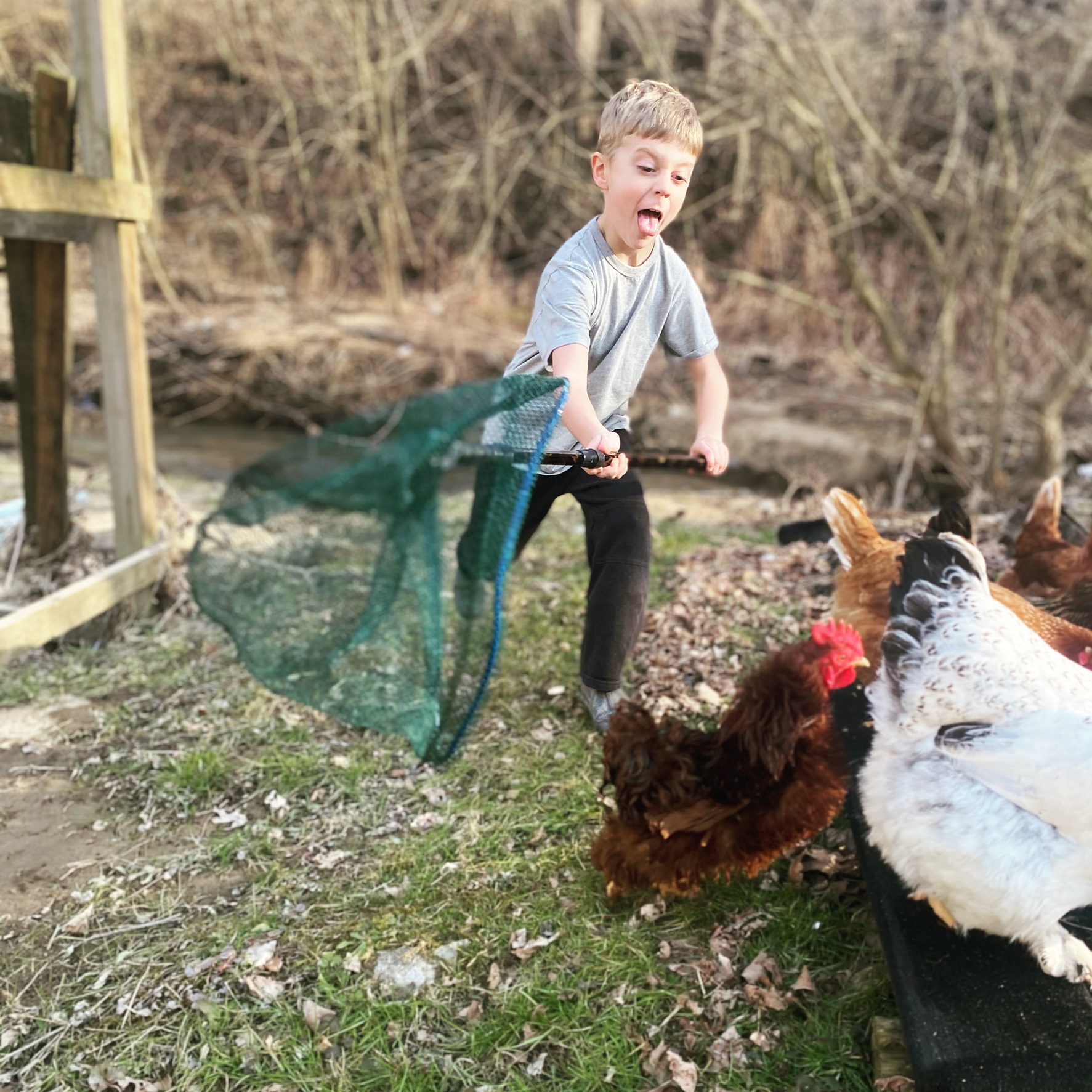 2021 Cackle Hatchery Photo Contest Winners and Runner Ups Cackle Hatchery
