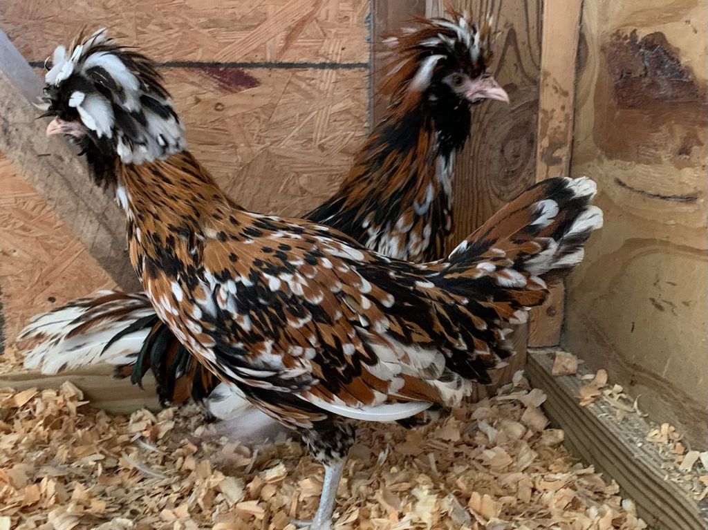 Tolbunt Polish - Cackle Hatchery