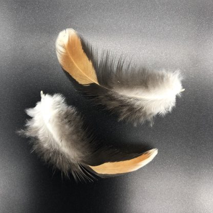 Tolbunt Polish feathers