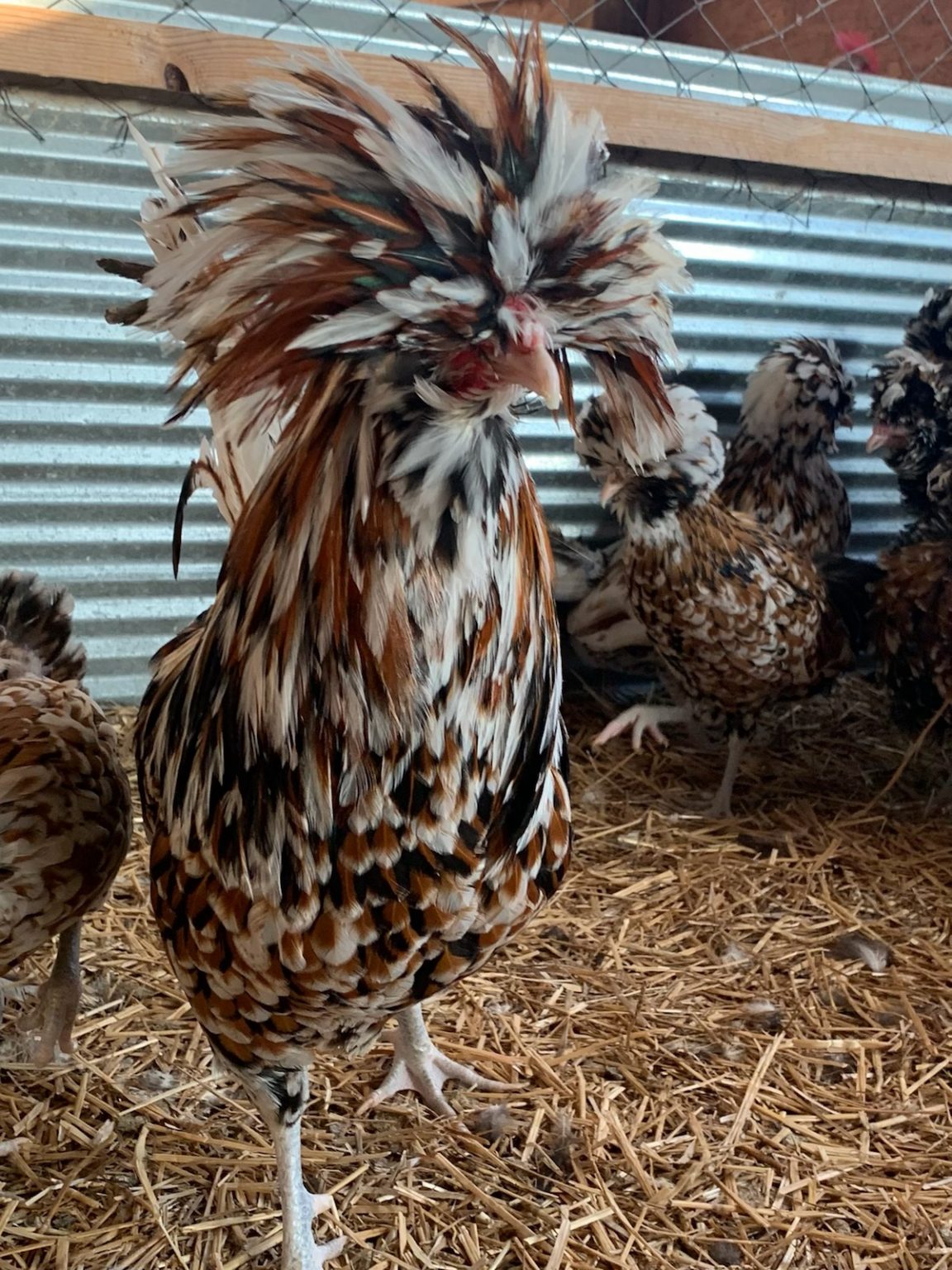 Tolbunt Polish - Cackle Hatchery