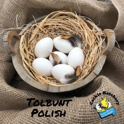 Tolbunt Polish Eggs