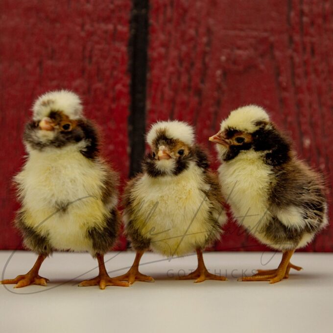 Tolbunt Polish Chicks