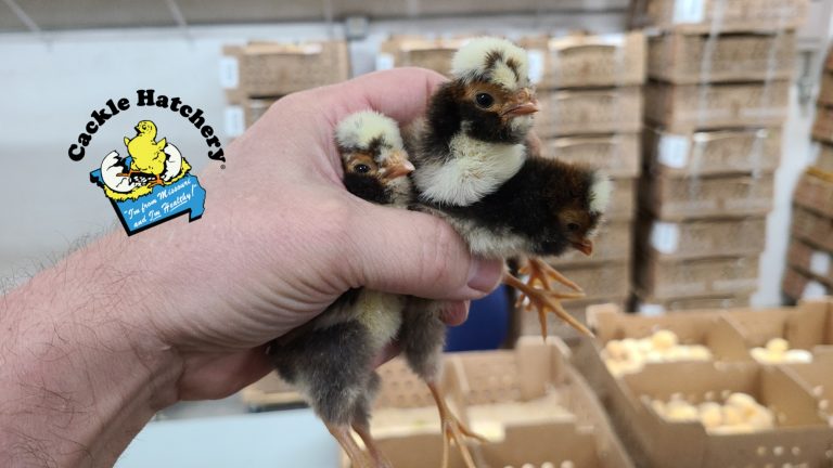 Tolbunt Polish Chicks