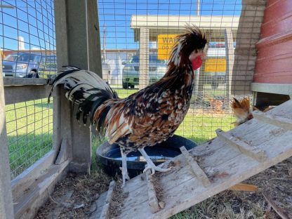 Tolbunt polish Chicken