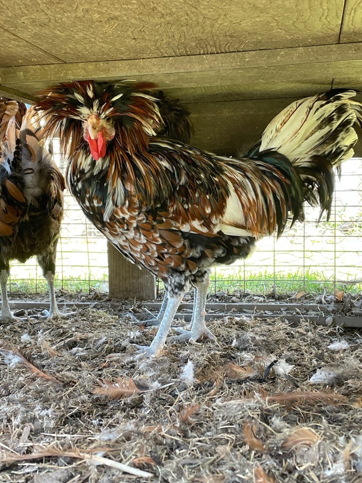 Tolbunt Polish - Cackle Hatchery