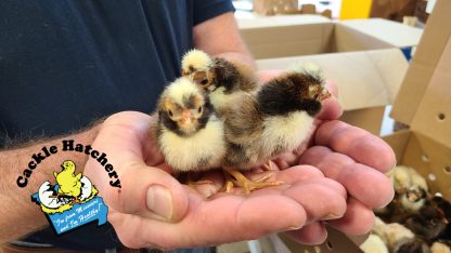 Tolbunt polish Chicks