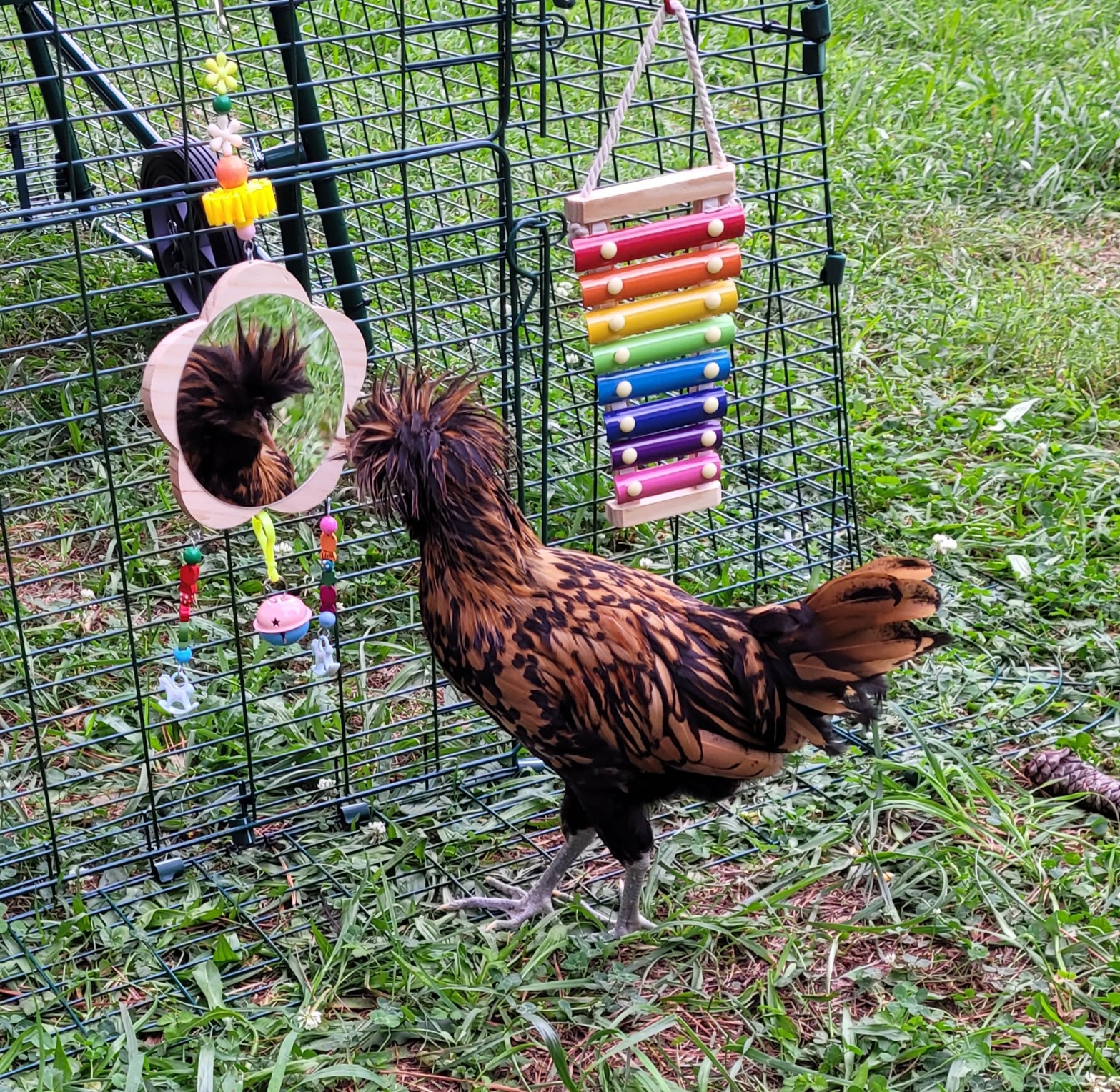 2021 Cackle Hatchery Photo Contest Winners and Runner Ups Cackle Hatchery