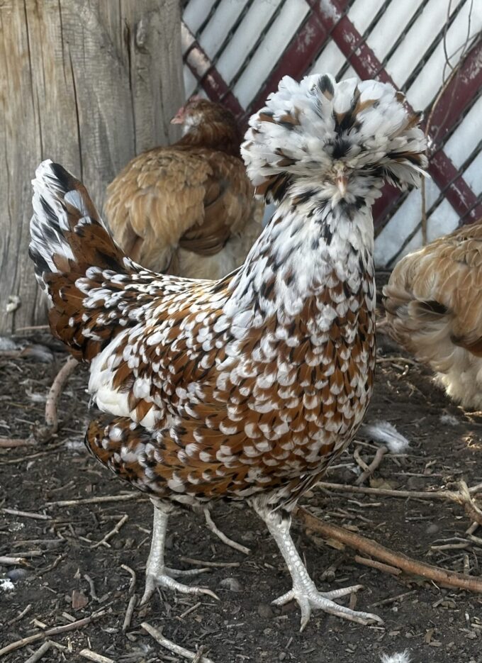 Tolbunt Polish - Image 41