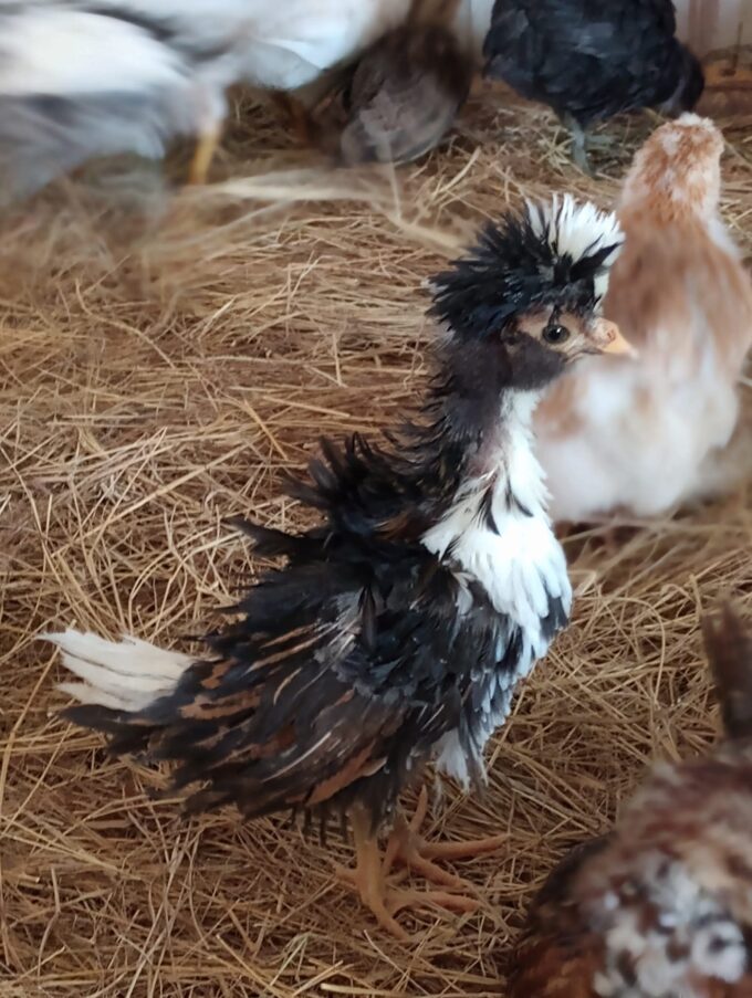 Tolbunt Polish - Image 47