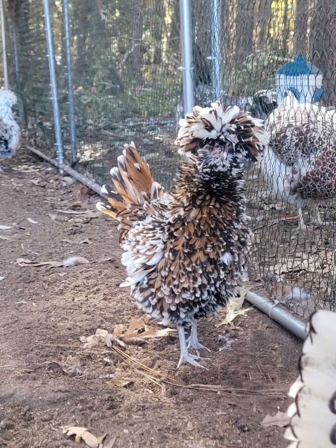 Tolbunt Polish - Image 42