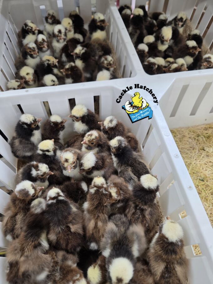 Tolbunt Polish - Image 43