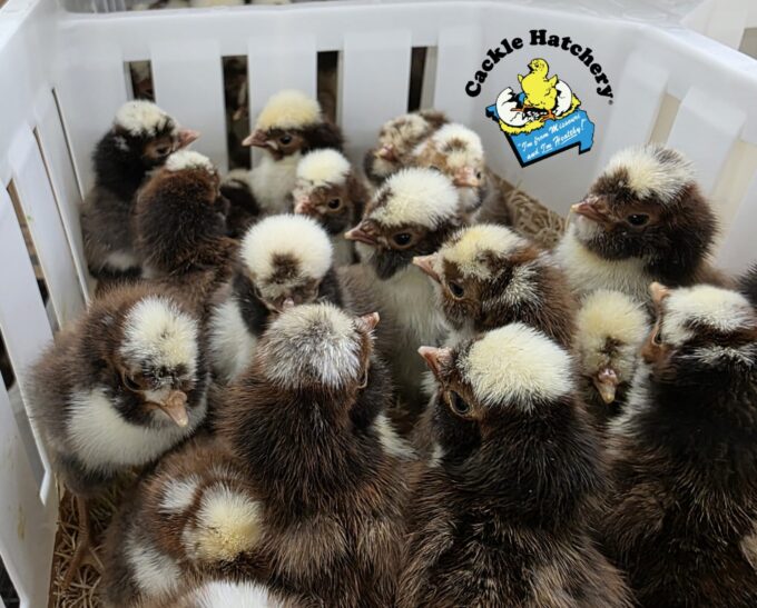 Tolbunt Polish - Image 44