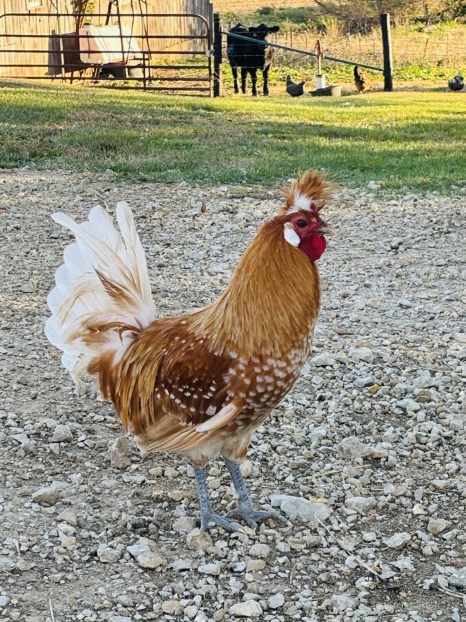 Chamois Spangled Appenzeller Spitzhauben - Image 39