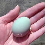 Blue Eggshell from Chicken