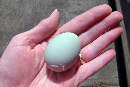 Blue Eggshell from Chicken