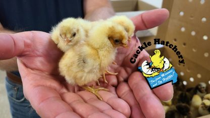 Chamois Spangled Spitzhauben Chicks