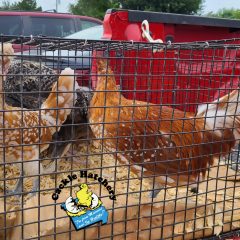 Chamios Spitzhauben Chickens