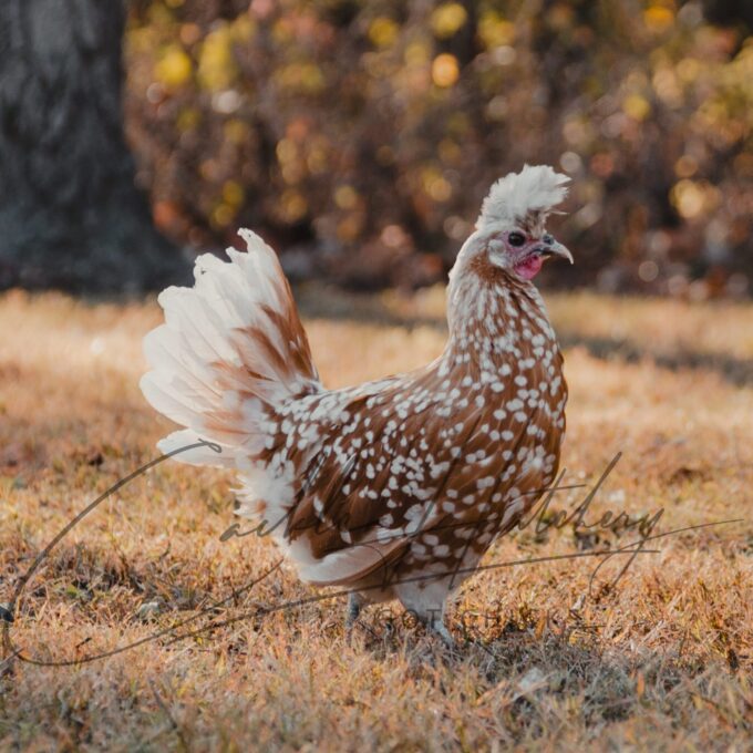 Chamois Spangled Apenzeller Spitzhauben Hen