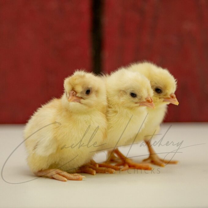 Chamois Spangled Spitzhauben Chicks