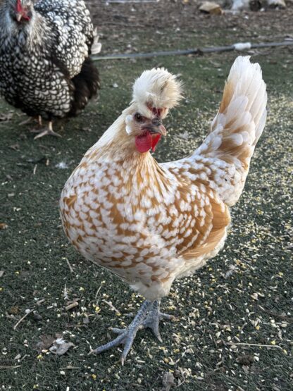 Chamois Spangled Appenzeller Spitzhauben
