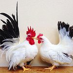 2 japanese bantams Chickens