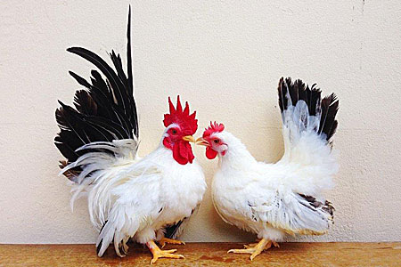 2 japanese bantams Chickens