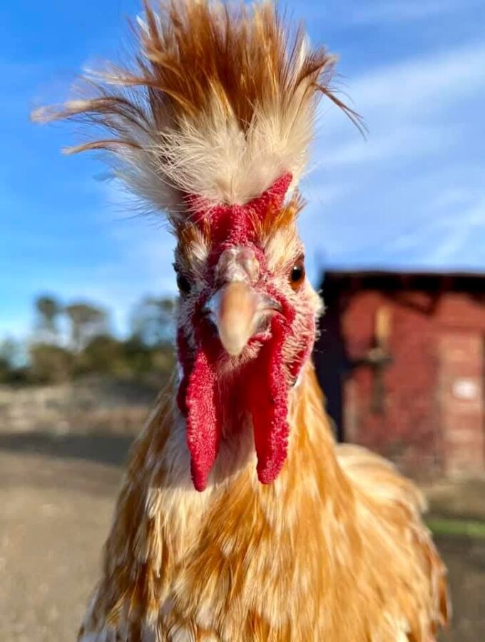 Chamois Spangled Appenzeller Spitzhauben - Image 34