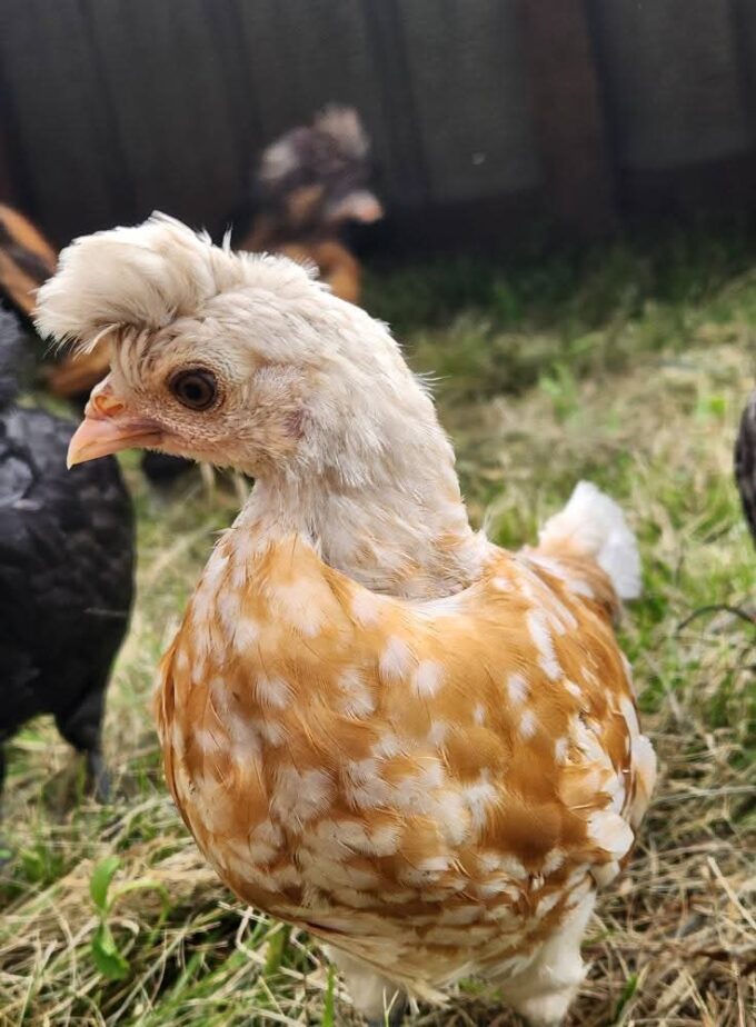 Chamois Spangled Appenzeller Spitzhauben - Image 35