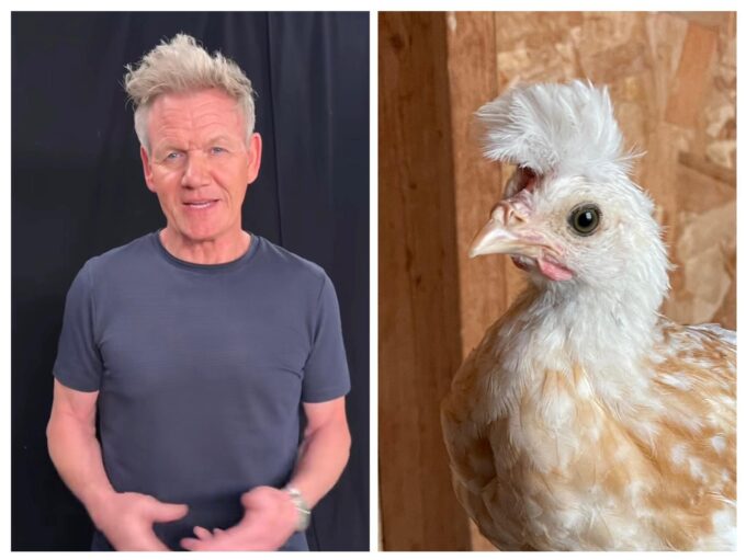 Chamois Spangled Appenzeller Spitzhauben - Image 36