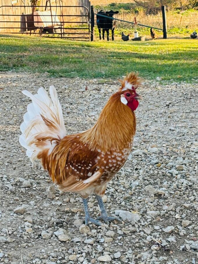 Chamois Spangled Appenzeller Spitzhauben - Image 37