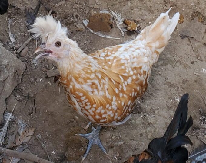 Chamois Spangled Appenzeller Spitzhauben - Image 38