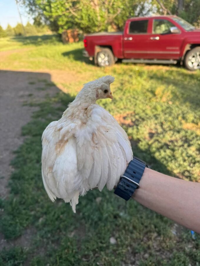 Chamois Spangled Appenzeller Spitzhauben - Image 32