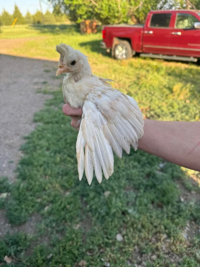 Chamois Spangled Appenzeller Spitzhauben - Image 33