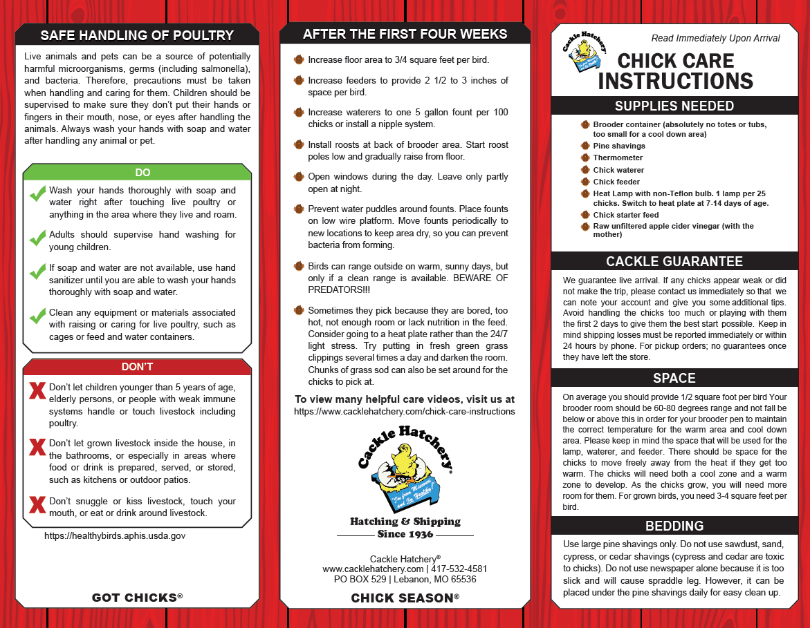 chicken care instructions