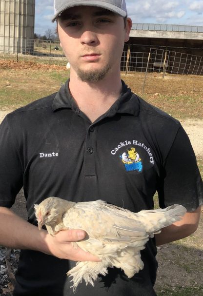 Dante holding a chicken