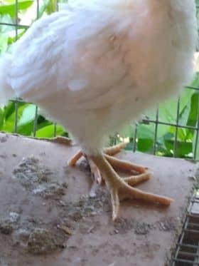 Legs and Feet of a chicken