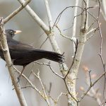 black bird in tree