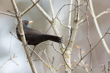 black bird in tree