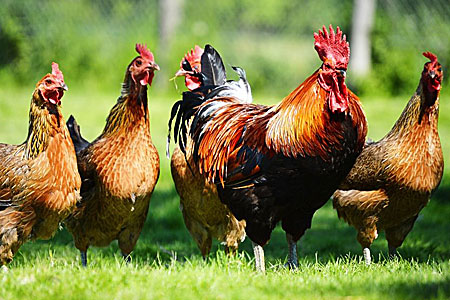 How Many Chickens Make a Flock? - Cackle Hatchery