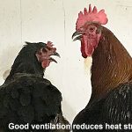 two chickens with text stating "good ventilation reduces heat stress"